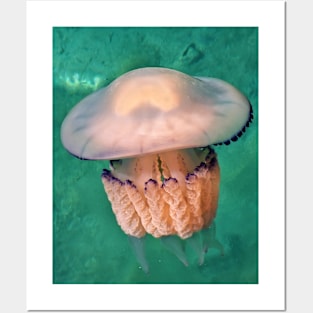 jellyfish Posters and Art